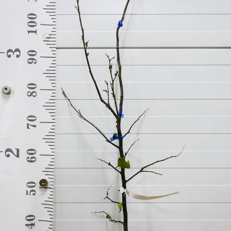 Pirni-küdoonia Rea's Mammoth – paljasjuursed istikud