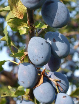 Ploomipuu Teemano – paljasjuursed istikud