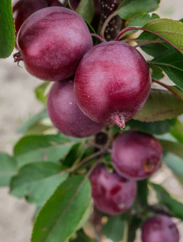 Õunapuu Maypole Balerina sambakujuline vorm – paljasjuursed istikud