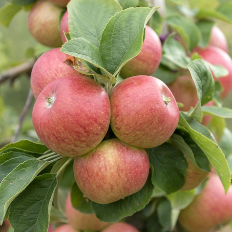 Õunapuu Delikates – paljasjuursed istikud