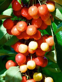 Maguskirsipuu Rainer – paljasjuursed istikud