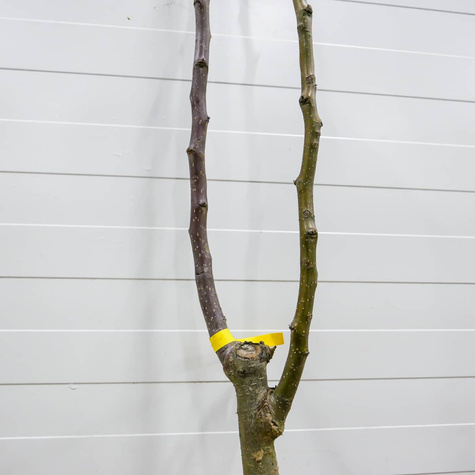 Pirnipuu Konverents + Faworytka – paljasjuursed istikud