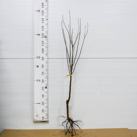 Hapukirsipuu Nana – paljasjuursed istikud