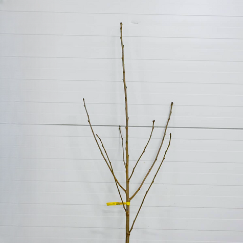 Maguskirsipuu Sweetheart – paljasjuursed istikud