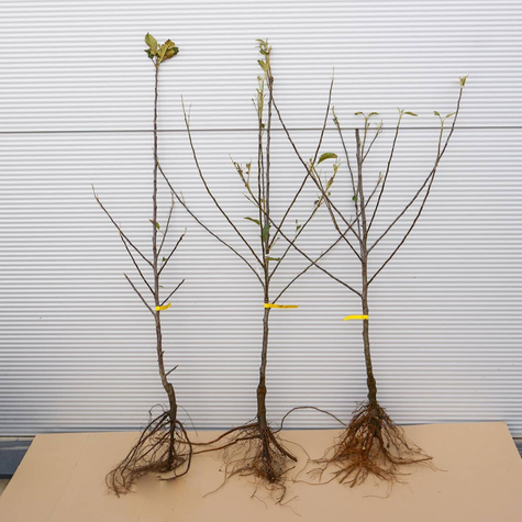 Õunapuu Cortland Wicki – paljasjuursed istikud