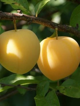 Ploomipuu Jaapani Shiro – paljasjuursed istikud