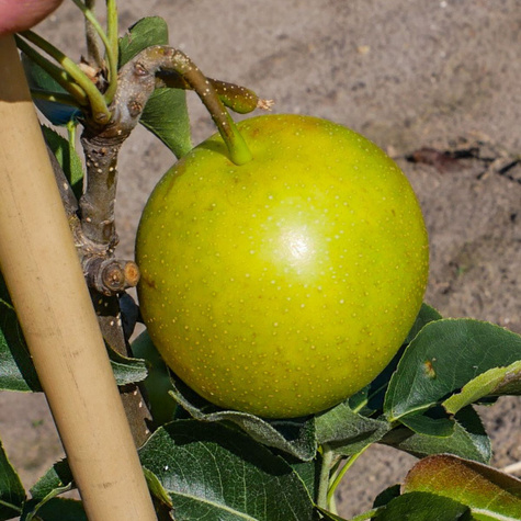 Pirnipuu Aasia Nijisseiki New Century – paljasjuursed istikud