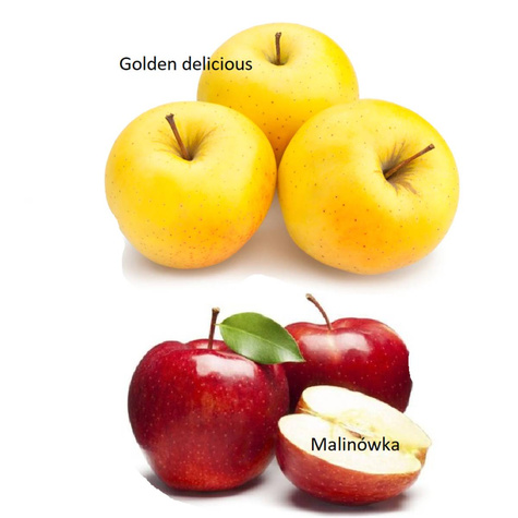 Duo Õunapuu Malinowa + Golden Delicious – paljasjuursed istikud