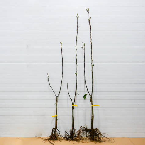 Duo Õunapuu Malinowa + Golden Delicious – paljasjuursed istikud