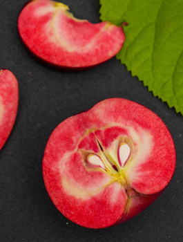 Õunapuu Red Loove – paljasjuursed istikud