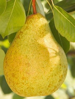 Pirnipuu Paryzanka – paljasjuursed istikud