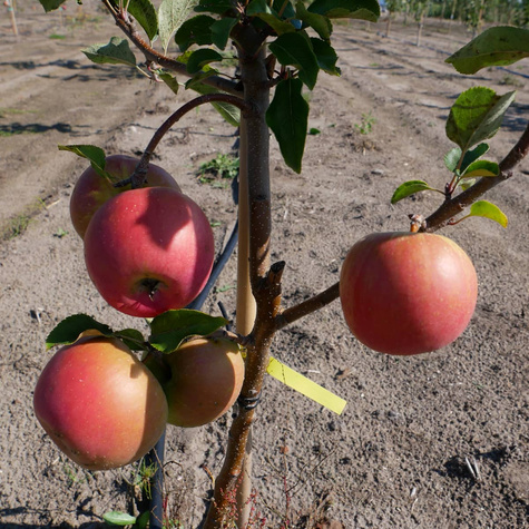 Õunapuu Punane Papierowka – paljasjuursed istikud