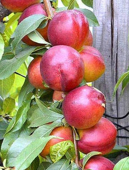 Nektariinipuu Harco – paljasjuursed istikud