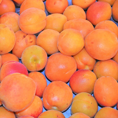 Morela Sirena START PACK