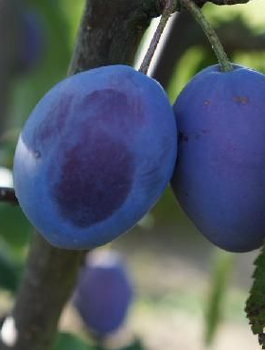 Ploomipuu Wegierka Itaalia Kwecza – paljasjuursed istikud