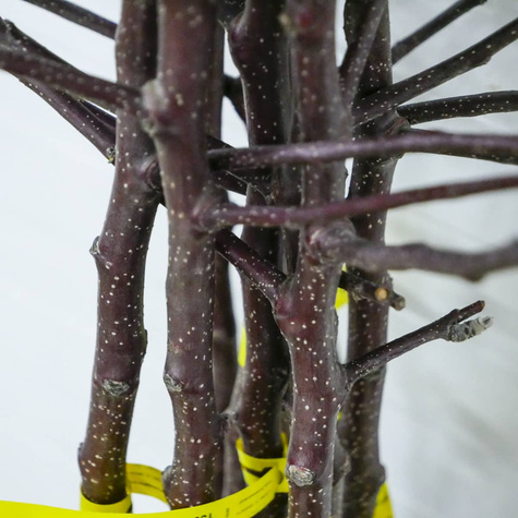 Õunapuu Red Loove – paljasjuursed istikud