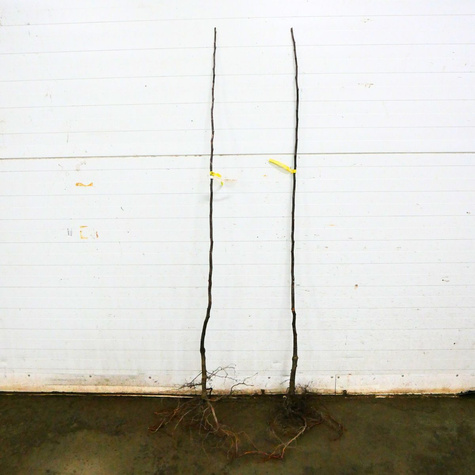 Pirni-küdoonia Bereczki – paljasjuursed istikud