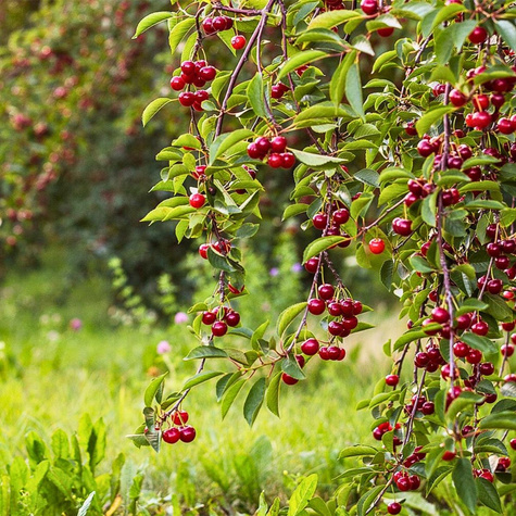 Hapukirsipuu Nana – paljasjuursed istikud