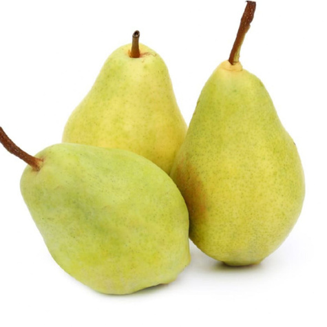 Pirnipuu Santa Maria – paljasjuursed istikud