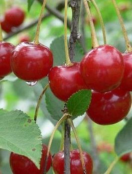 Hapukirsipuu Nefris – paljasjuursed istikud