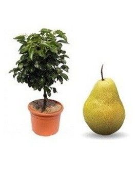 Pirnipuu kääbusvorm Sunrise – paljasjuursed istikud