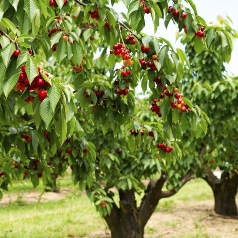 Maguskirsipuu Rivan – paljasjuursed istikud