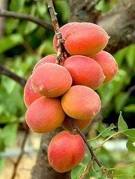 Aprikoosipuu Harlain – paljasjuursed istikud