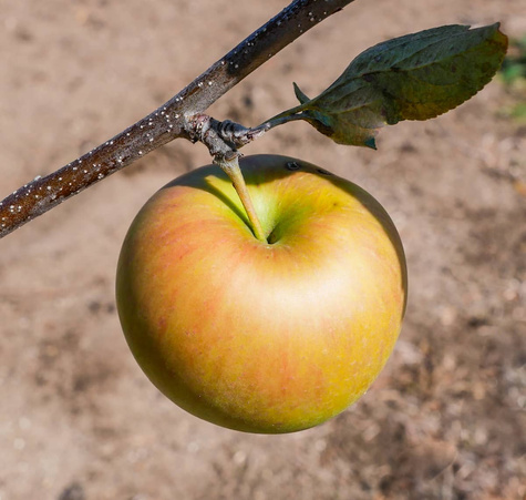 Õunapuu Cox’s Orange Renette – paljasjuursed istikud