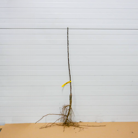 Õunapuu Rubin – paljasjuursed istikud