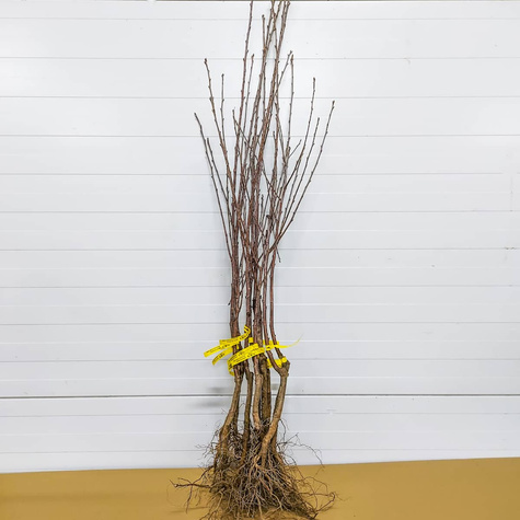 Hapukirsipuu Groniasta – paljasjuursed istikud