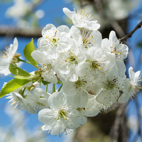 Hapukirsipuu Suur Klaas – paljasjuursed istikud