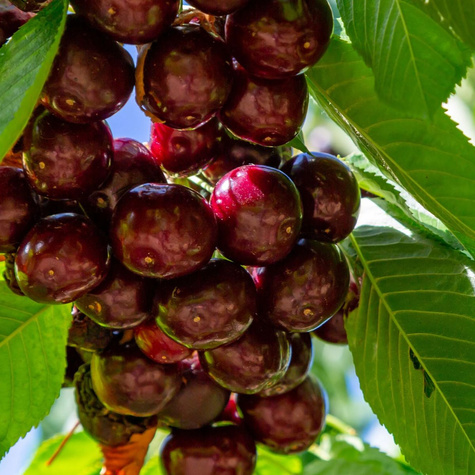 Maguskirsipuu Hedelfinska – paljasjuursed istikud