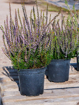 Kanarbik Hilda lilla pungaline – istikud