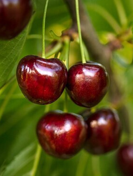 Maguskirsipuu Regina kääbusvorm (Gisela 5) – paljasjuursed istikud