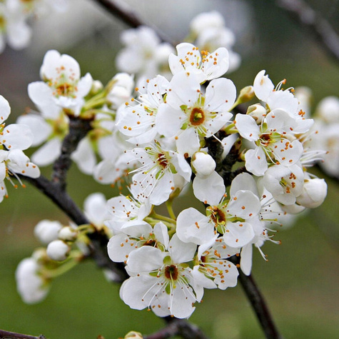 Ploomipuu Wegierka Varajane – paljasjuursed istikud