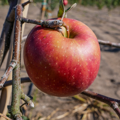 Õunapuu Punane Papierowka – paljasjuursed istikud