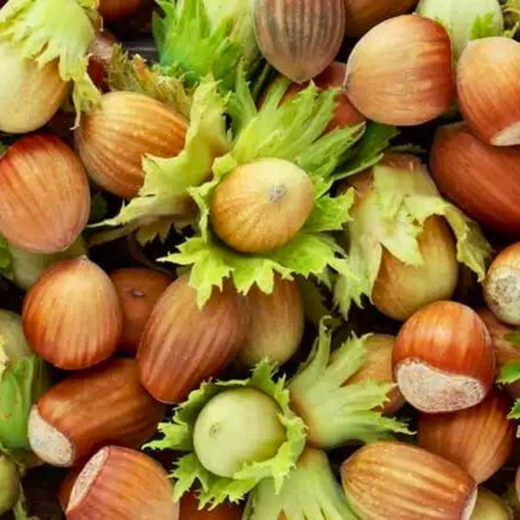 Orzech laskowy Joanna START PACK