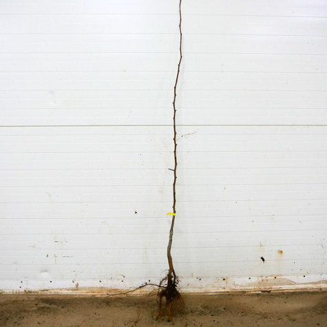 Pirnipuu Bera Hardy – paljasjuursed istikud