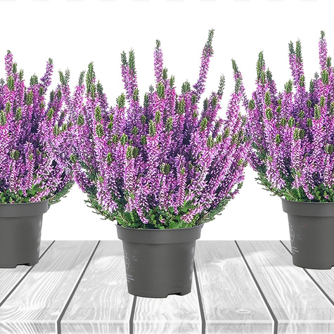  Kanarbik violetne pungaline – istikud