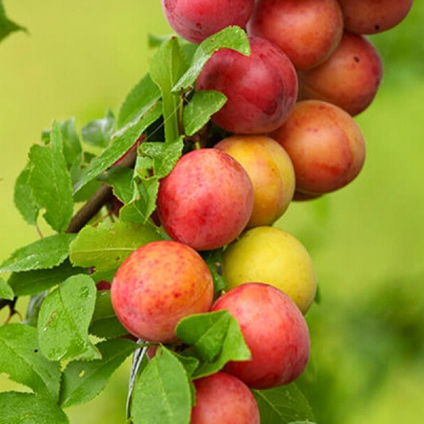 Ploom-aprikose puu sambakujuline vorm Miracose – paljasjuursed istikud