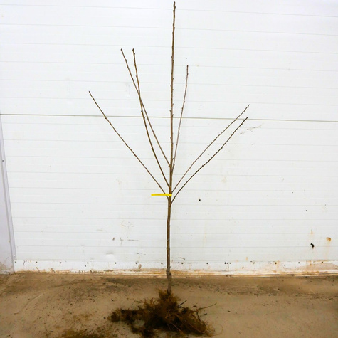 Maguskirsipuu Buttnera Punane – paljasjuursed istikud