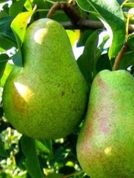 Pirnipuu Lukasowka – paljasjuursed istikud