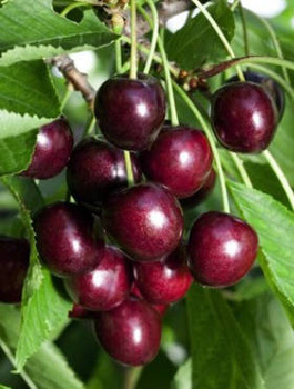 Maguskirsipuu Hedelfinska – paljasjuursed istikud