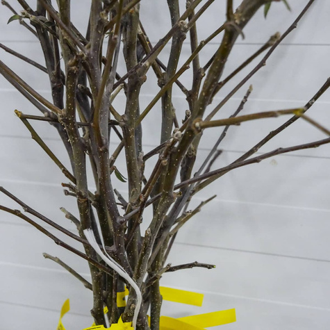 Õunapuu Jonagored – paljasjuursed istikud