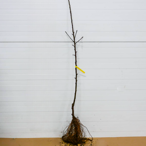 Õunapuu Kronselska – paljasjuursed istikud