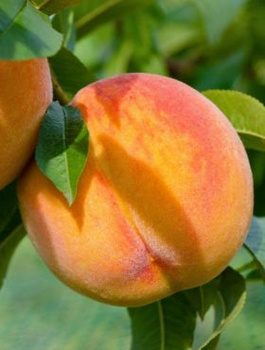 Virsikupuu Flamingo – paljasjuursed istikud