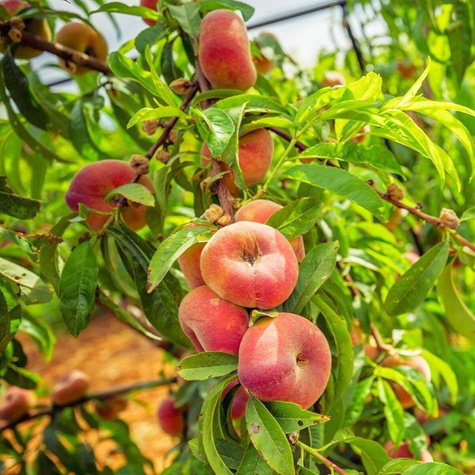 Virsikupuu Paraguayo UFO (lamedaviljeline) – paljasjuursed istikud