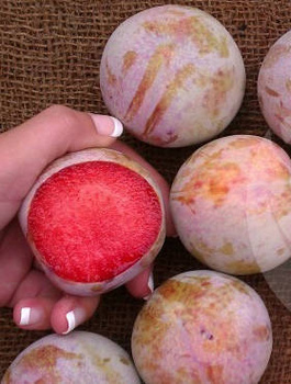 Ploom-aprikosipuu Dapple Dandy – paljasjuursed istikud