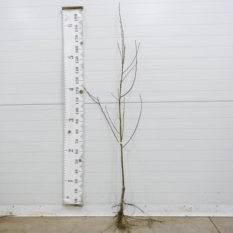 Nektariinipuu Flatryna (lamedaviljeline) – paljasjuursed i