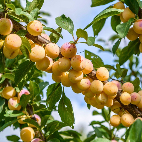 Śliwa Mirabelka z Nancy START PACK